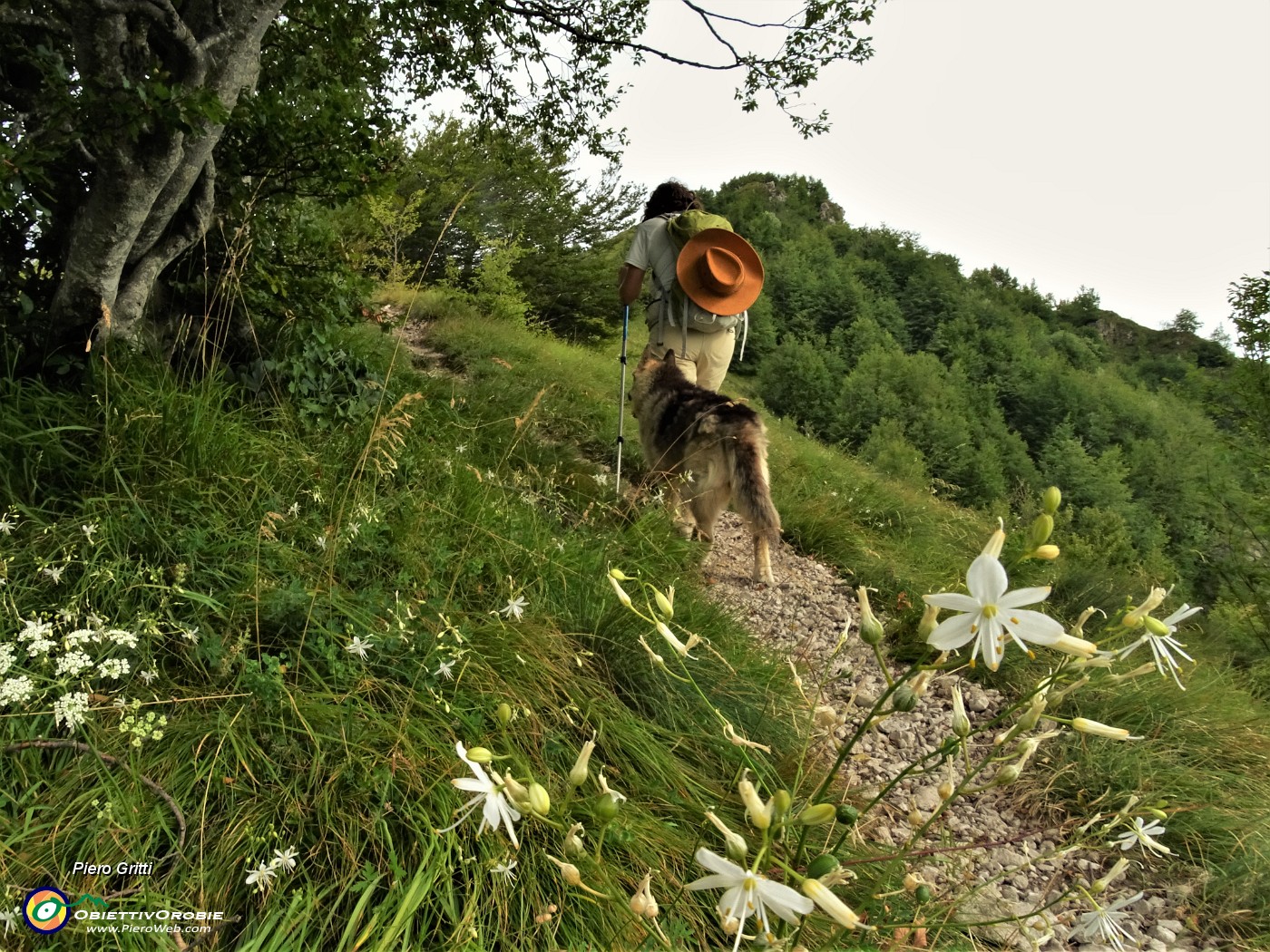 47 Bei fiori bianchi di Lilioasfodelo minore ( Anthericum ramosum) .JPG